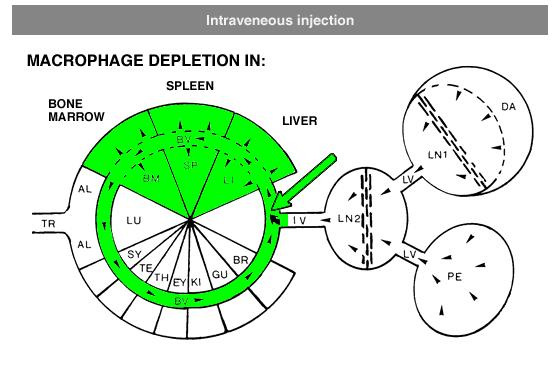 Injection Scheme